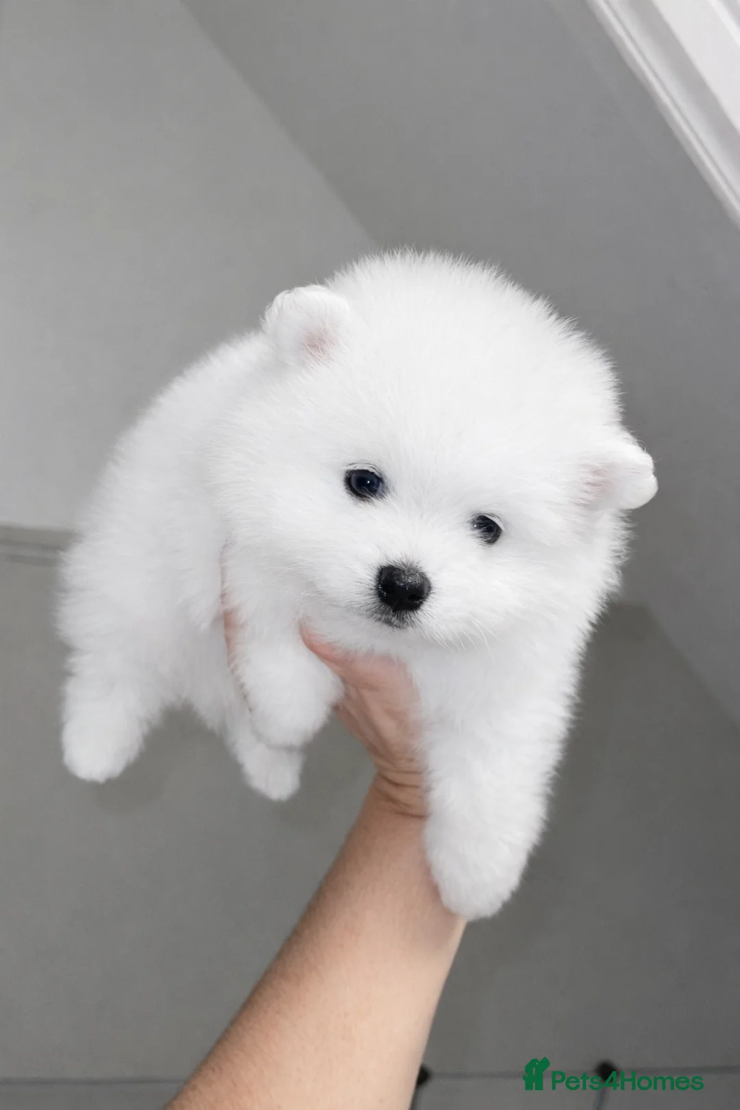 Pomeranian dogs for sale: Champion blood line teddy bear Pomeranian a pup - Advert 1