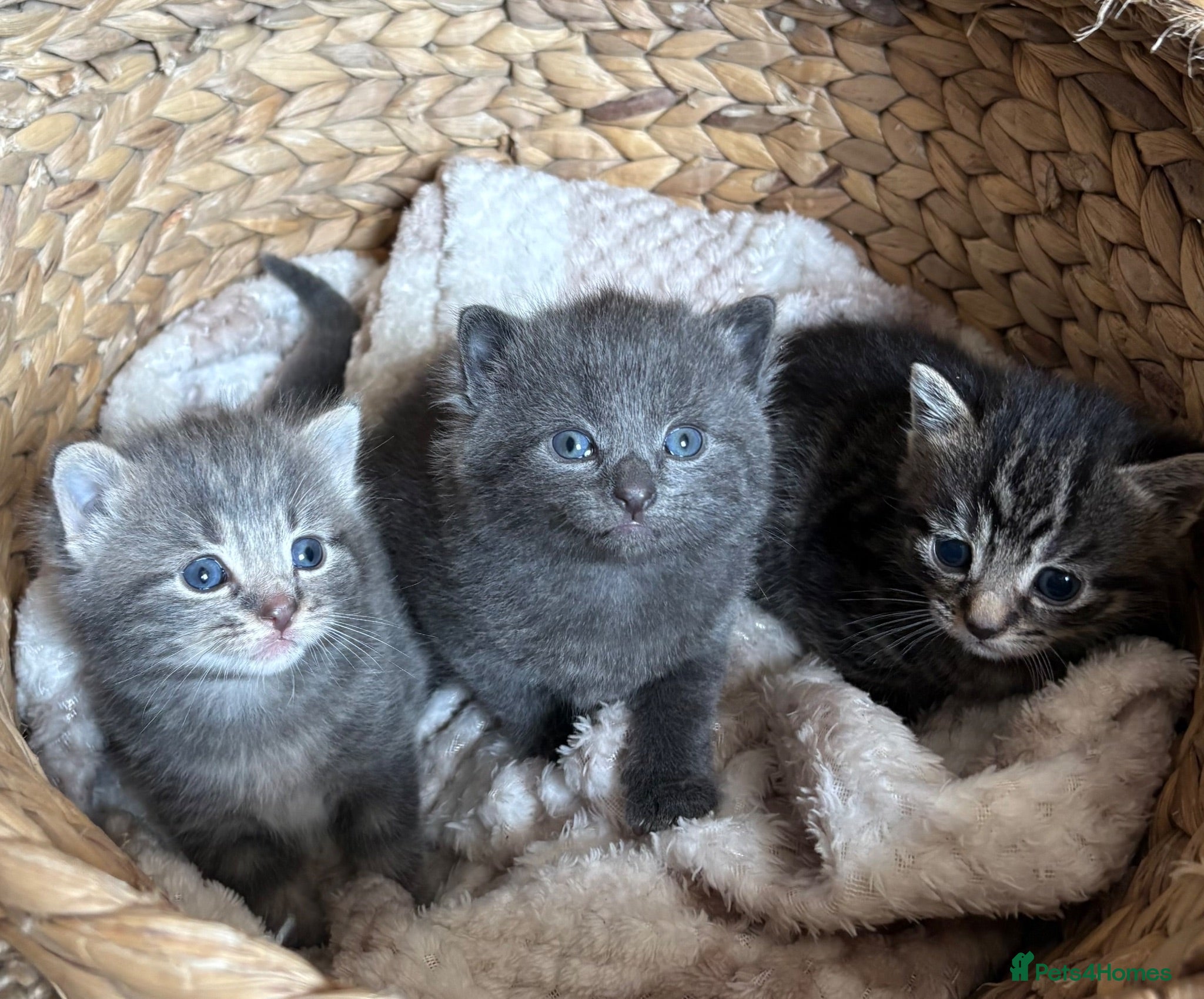 Domestic Shorthair cats STUNNING KITTENS  - Advert 2