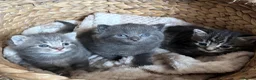Domestic Shorthair cats for sale: STUNNING KITTENS  in Bristol - Advert 1
