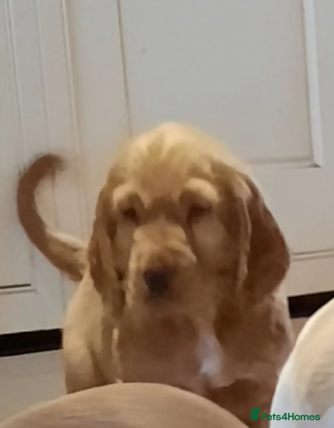 Cocker Spaniel dogs for sale: Cocker spaniel  - Advert 1