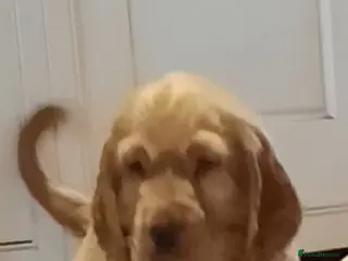 Cocker Spaniel dogs Cocker spaniel - Advert 6