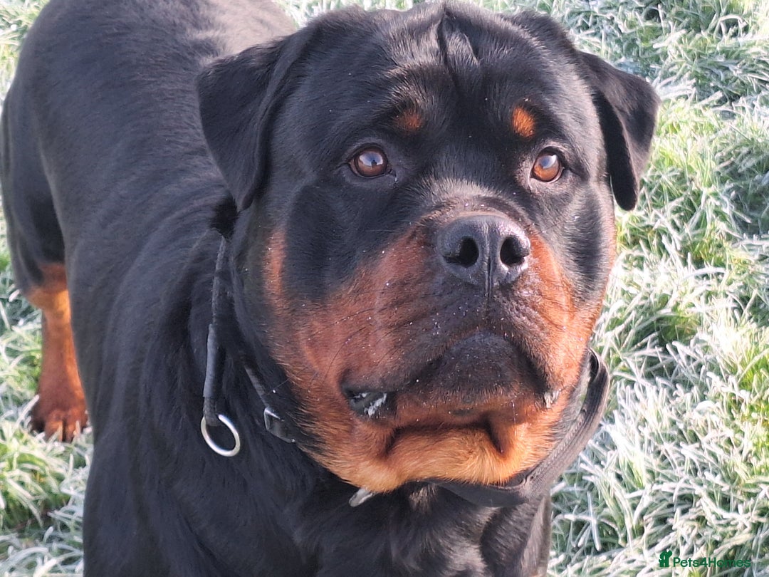 Rottweiler dogs for stud: Kc registered proven big rottweiler stud in Aylesbury - Image 5