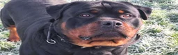 Rottweiler dogs for stud: Kc registered proven big rottweiler stud in Aylesbury - Advert 6