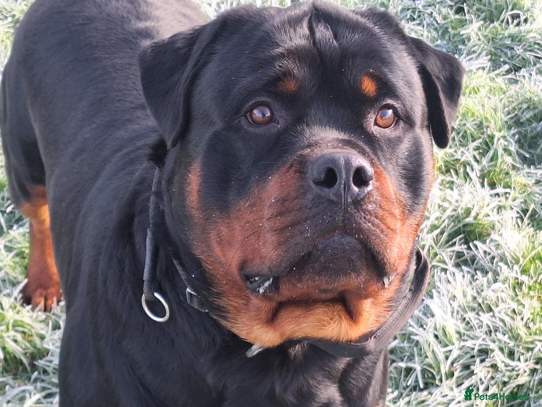 Rottweiler dogs for stud: Kc registered proven big rottweiler stud in Aylesbury - Advert 6