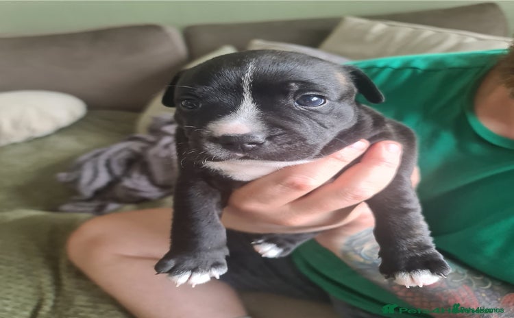 Staffordshire Bull Terrier dogs - Advert 7