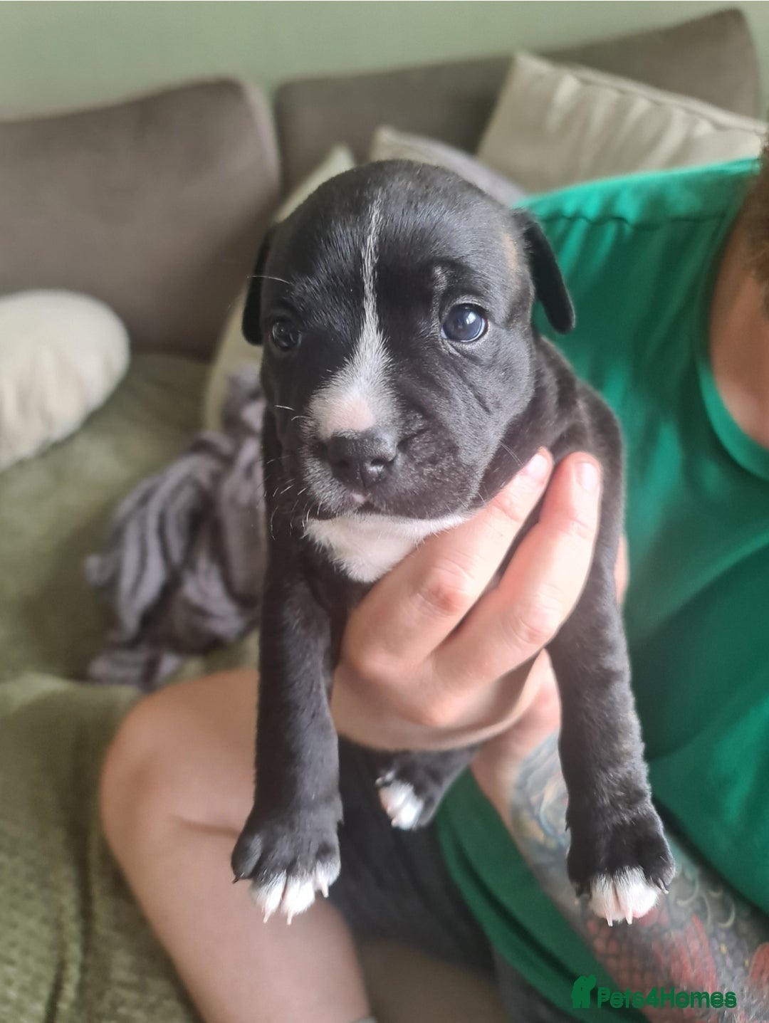 Staffordshire Bull Terrier dogs for sale: Last remaining boy  - Image 2