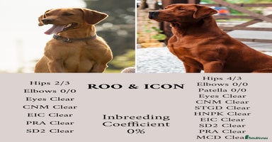 Labrador Retriever dogs Exceptional Dark Red Lab Puppy’s by Aglabs Icon  - Advert 4