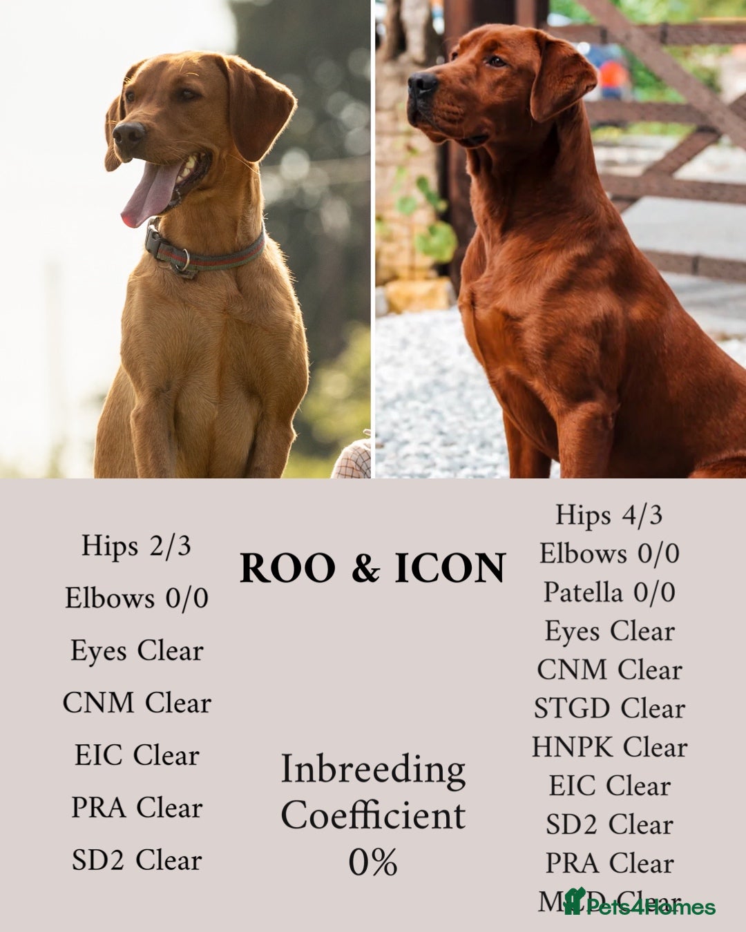 Labrador Retriever dogs for sale: Exceptional Dark Red Lab Puppy’s by Aglabs Icon  - Advert 2