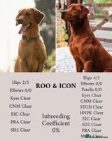 Labrador Retriever dogs Exceptional Dark Red Lab Puppy’s by Aglabs Icon - Advert 7