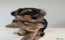 Yorkshire Terrier dogs for sale: 7 male Yorkshire terriers ready to leave.  - Image 10