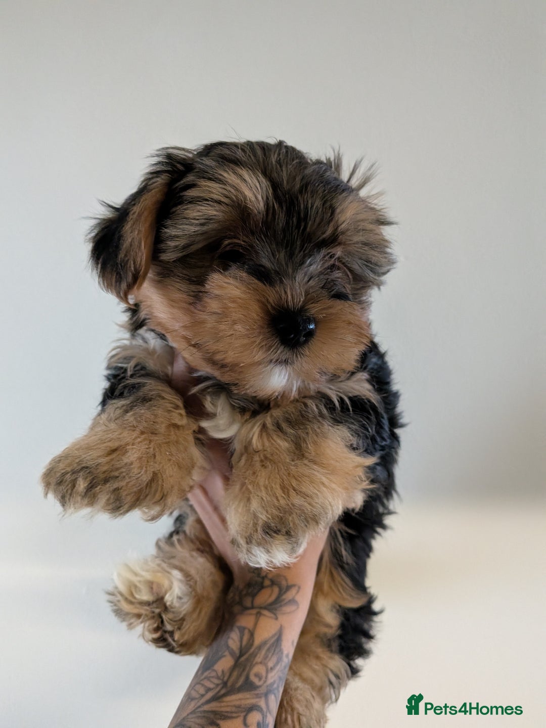Yorkshire Terrier dogs for sale: 7 male Yorkshire terriers ready to leave.  - Image 10