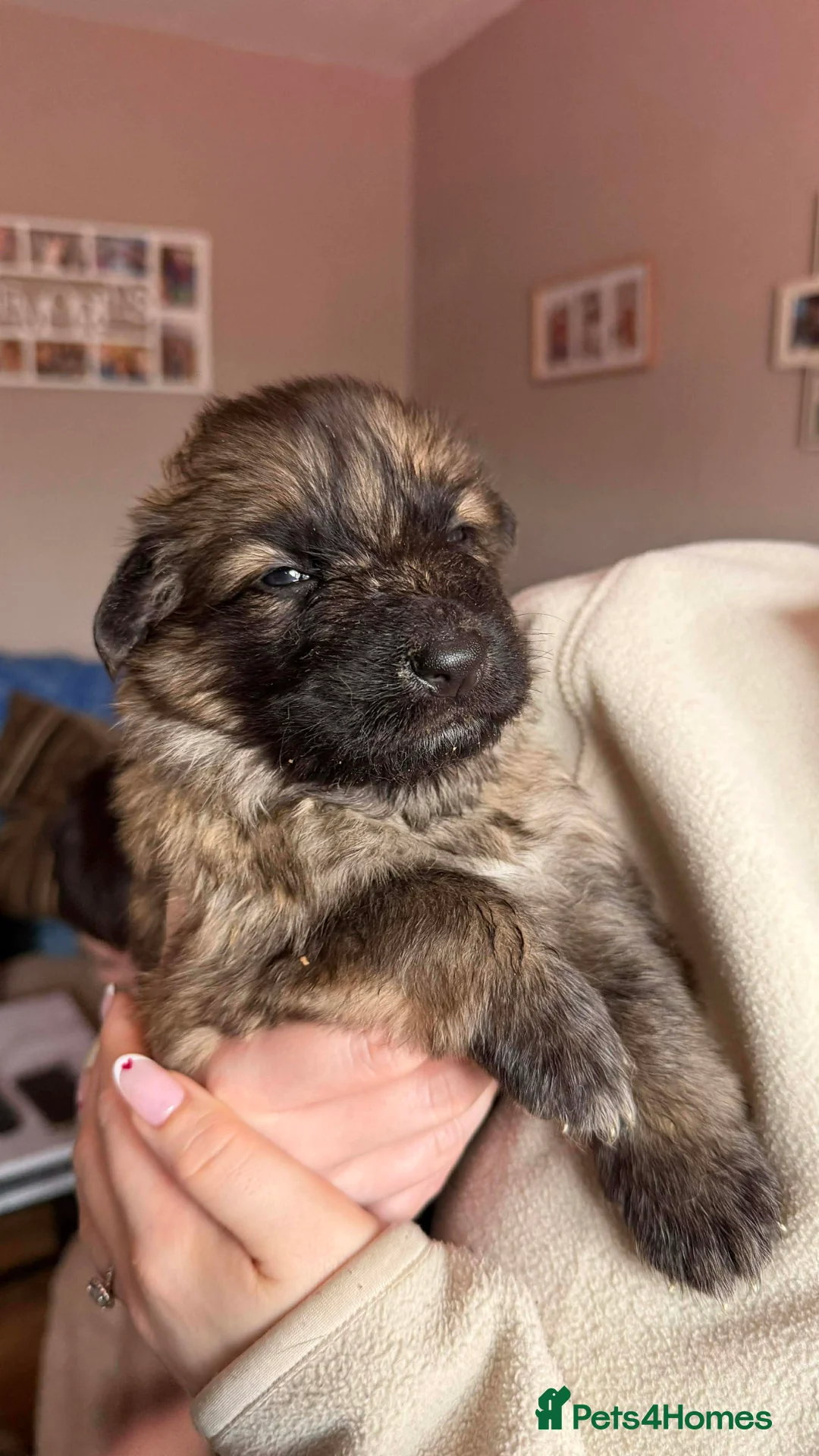 German Shepherd dogs for sale: German Shepherd Puppies - Advert 8