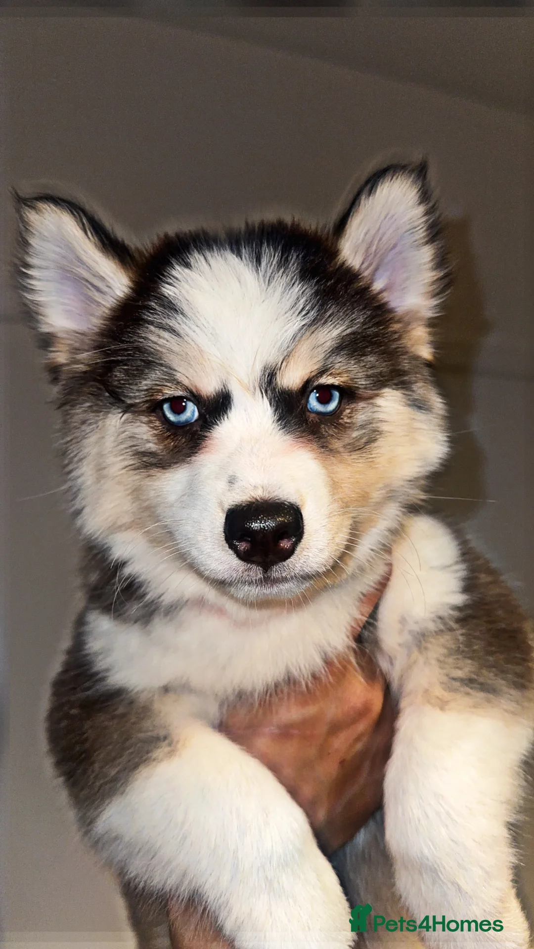 Pomsky dogs for sale: Skye and Sahara  - Advert 21