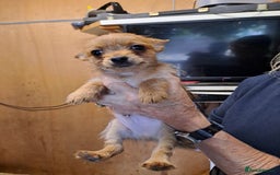 Chorkie dogs for sale: Beautiful Chorkie Puppies - Image 5