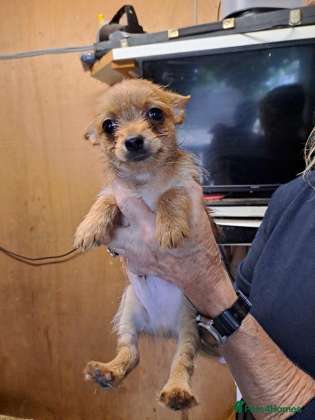 Chorkie dogs for sale: Beautiful Chorkie Puppies - Image 5