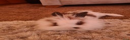 Lionhead rabbits for sale: LIONHEAD STUNNING  - Advert 1