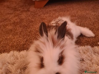 Lionhead rabbits LIONHEAD STUNNING - Advert 5