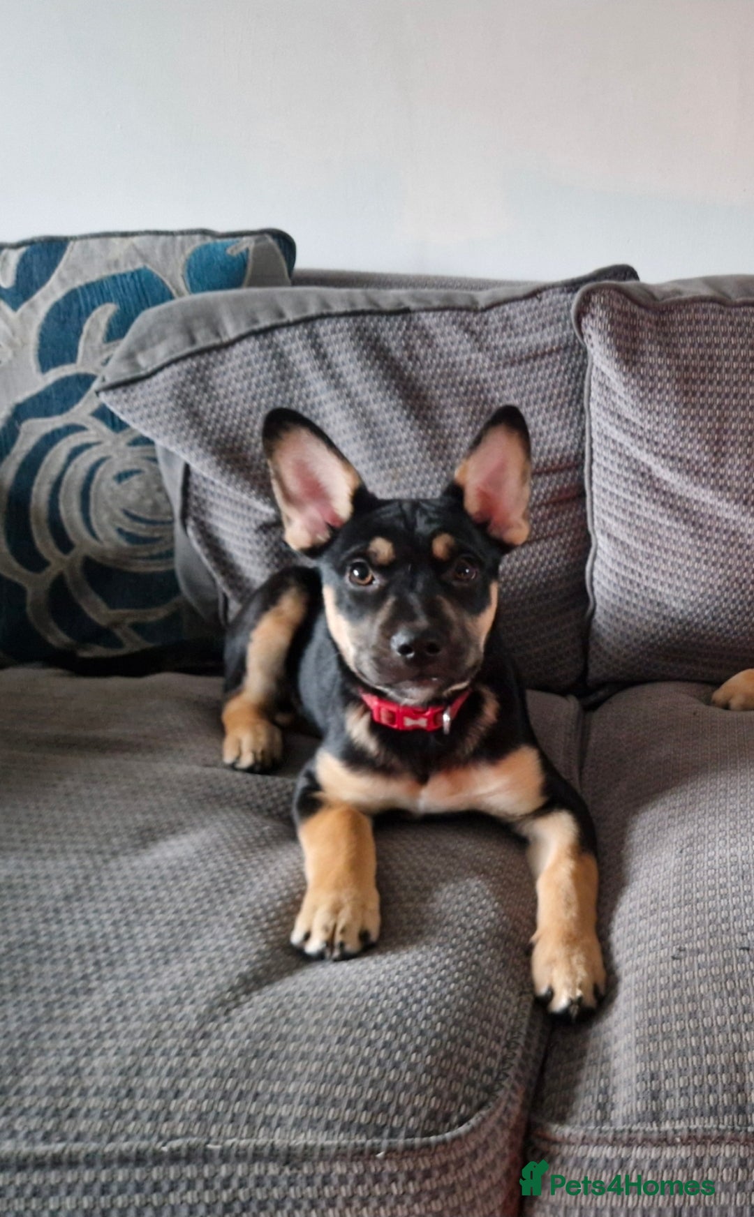 Mixed Breed dogs for sale: Puppy for home - Advert 2