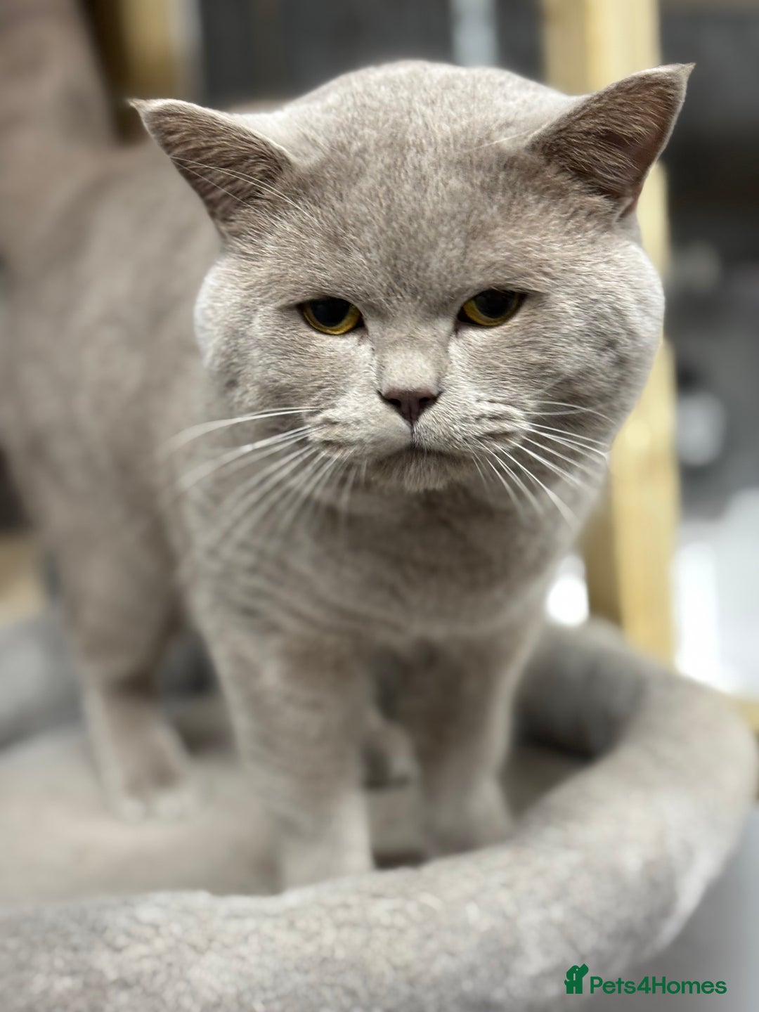 British Shorthair cats for sale: GCCF/TICA Reg Lilac Active male  - Advert 7