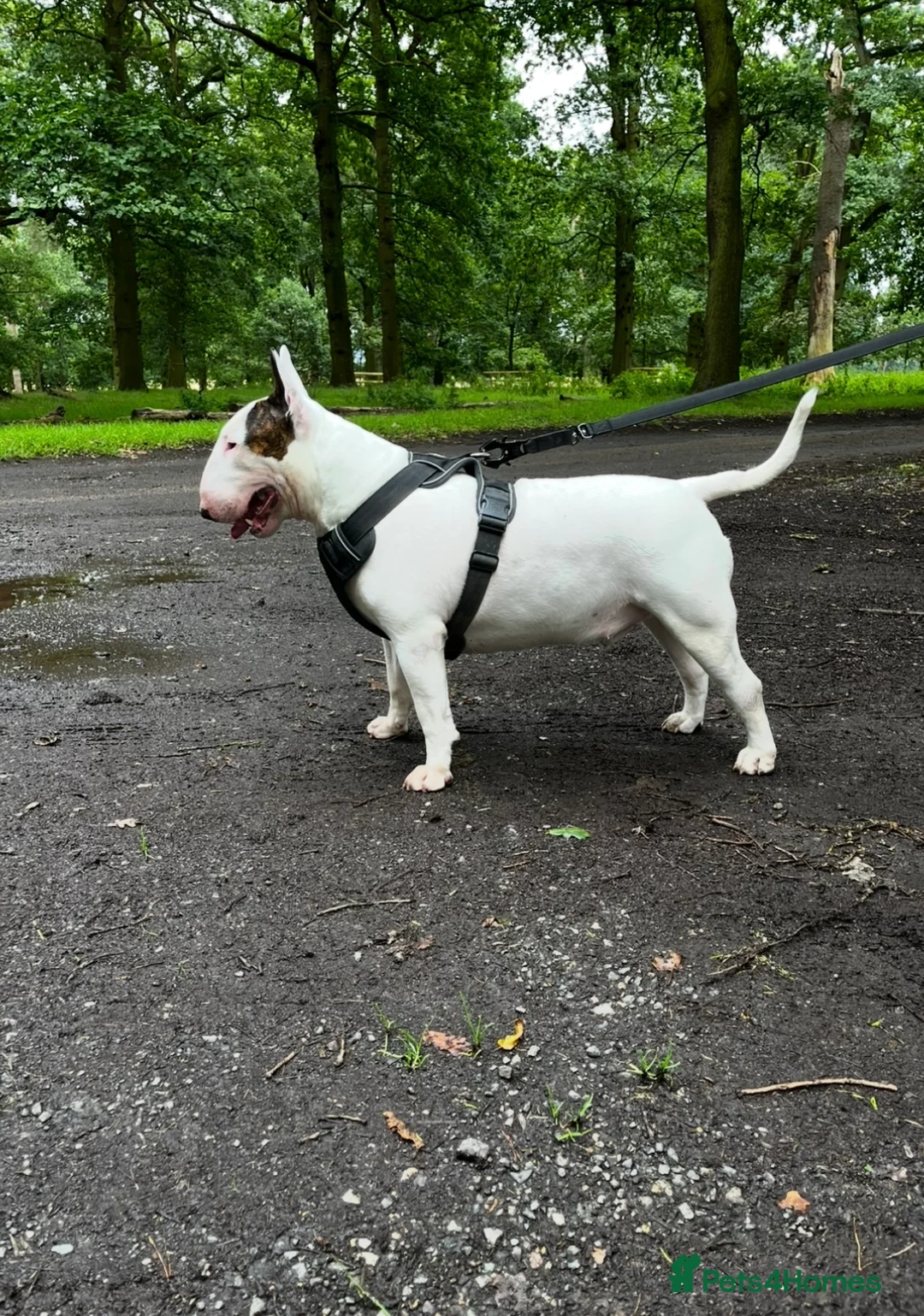 English Bull Terrier dogs for stud: Amazing boy for stud in Liverpool - Advert 21