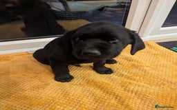 Labrador Retriever dogs for sale: Labrador puppies ready soon. North Yorkshire. - Advert 6