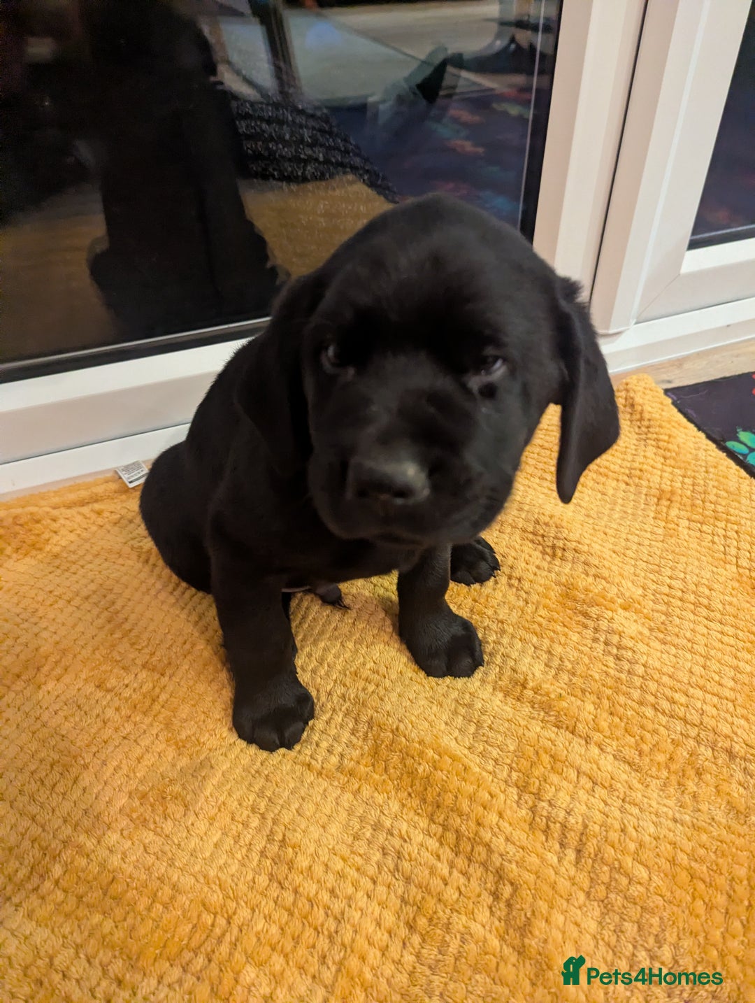 Labrador Retriever dogs for sale: Labrador puppies ready soon. North Yorkshire. - Advert 6