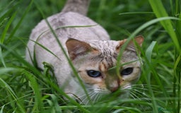 Bengal cats for sale: Rare Blue-eyed Snow Bengal female cat - Image 3