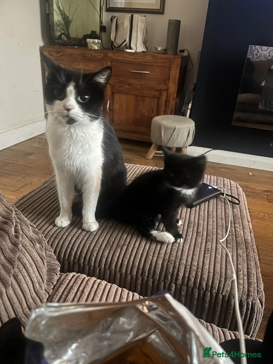 Mixed Breed cats for sale: Two little boys need forever homes.  - Advert 2