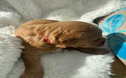 Mini Goldendoodle dogs for sale: 8 Lovingly Raised Miniature Goldendoodles  - Image 8