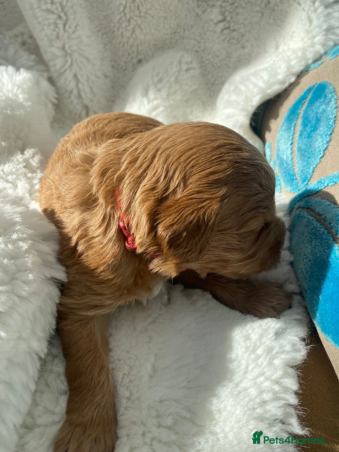 Mini Goldendoodle dogs for sale: 8 Lovingly Raised Miniature Goldendoodles  - Image 8