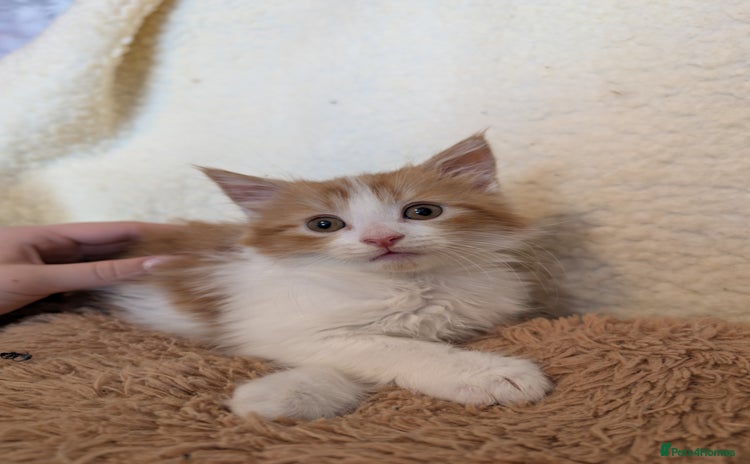 Maine Coon cats - Advert 1