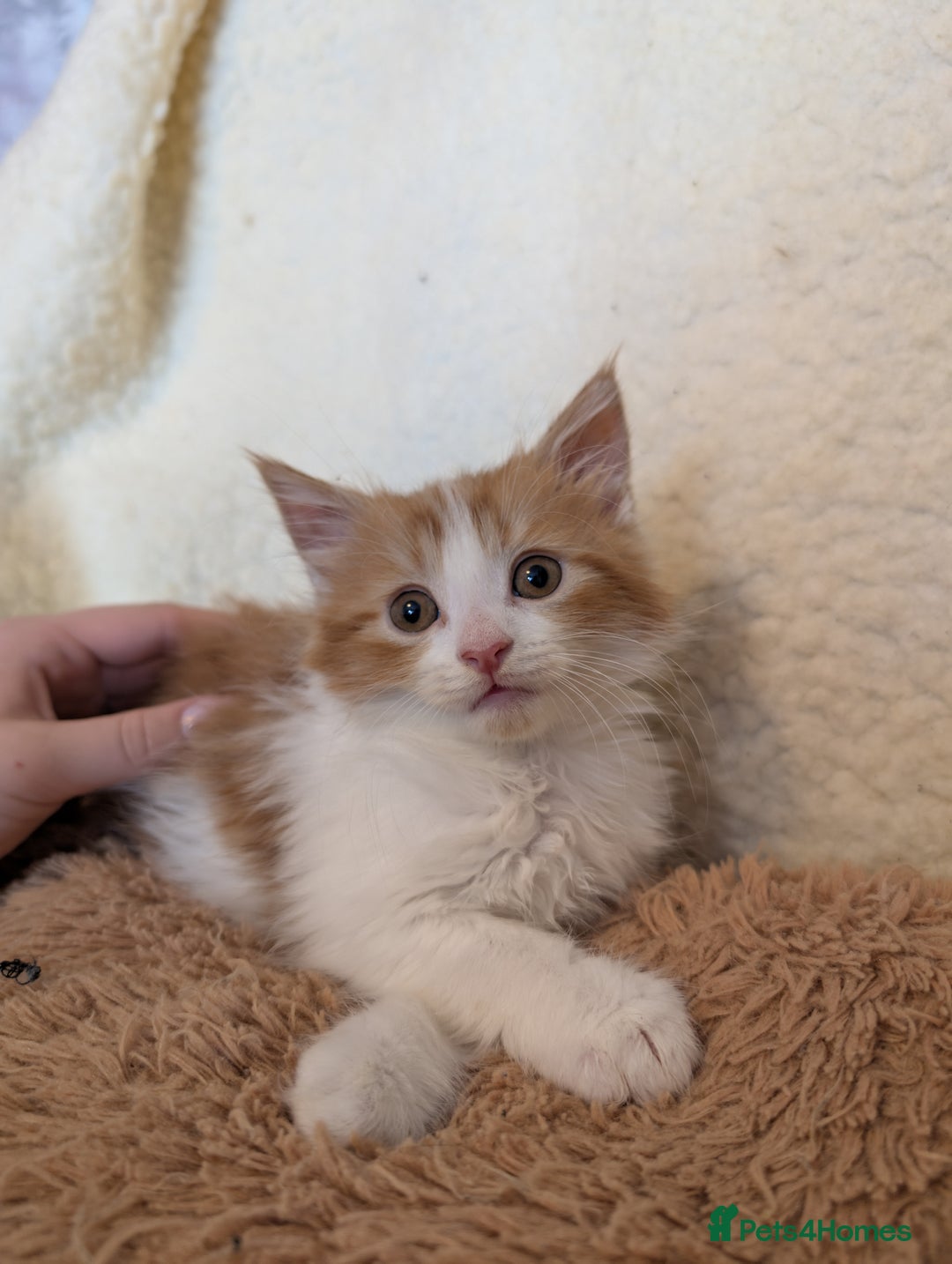 Maine Coon cats for sale: Maine-coon Mix for sale 😼 - Image 1