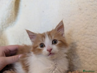 Maine Coon cats - Advert 7