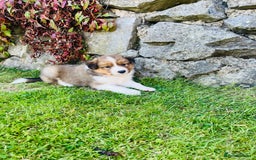 Border Collie dogs for sale: Beautiful border collie puppies for sale  - Image 4
