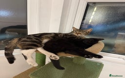 Mixed Breed cats for sale: 2 sweet natured and playful kittens for sale - Image 8