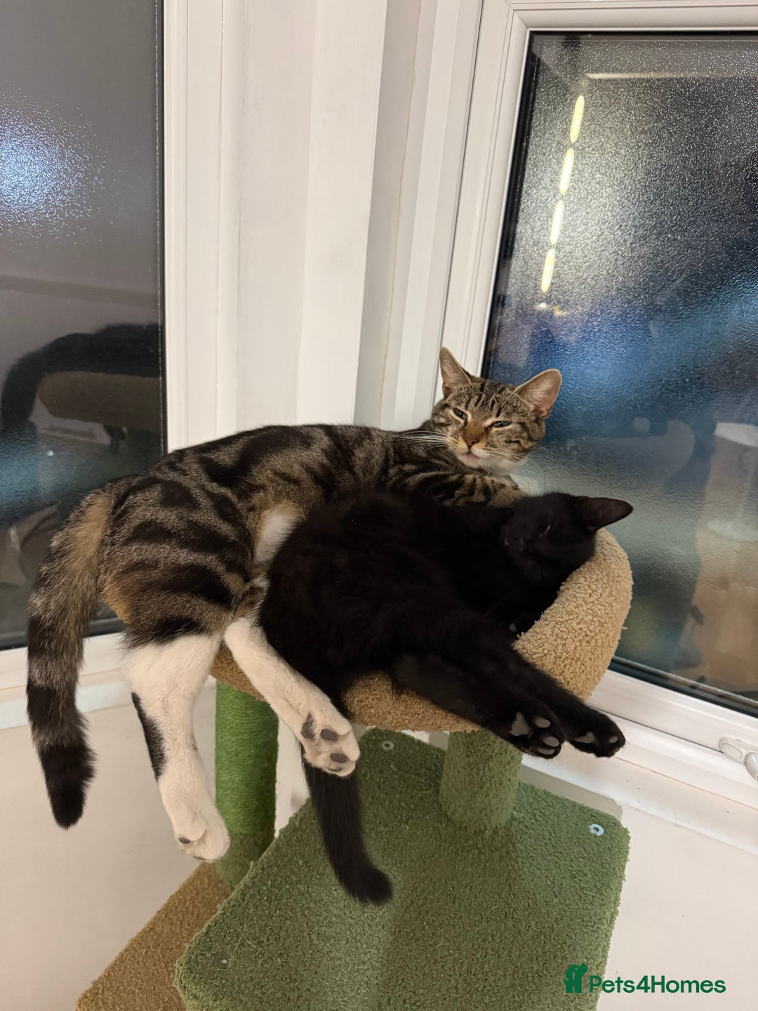 Mixed Breed cats for sale: 2 sweet natured and playful kittens for sale - Image 8