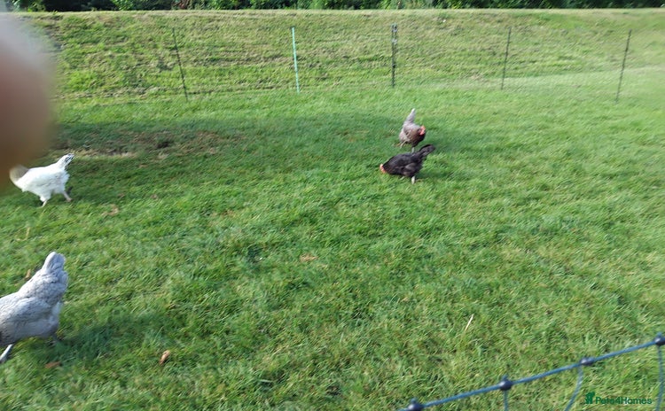 Chickens poultry - Advert 5