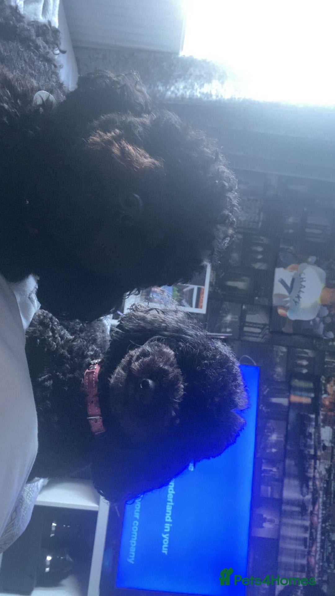 Toy Poodle dogs for sale: 2 black toy poodle girls - Advert 2