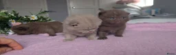 British Shorthair cats for sale: GCCF REGISTERED CHOCOLATE AND LILAC KITTENS - Advert 7
