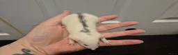 Rat rodents for sale: Baby Dumbo Rats in Durham - Advert 23