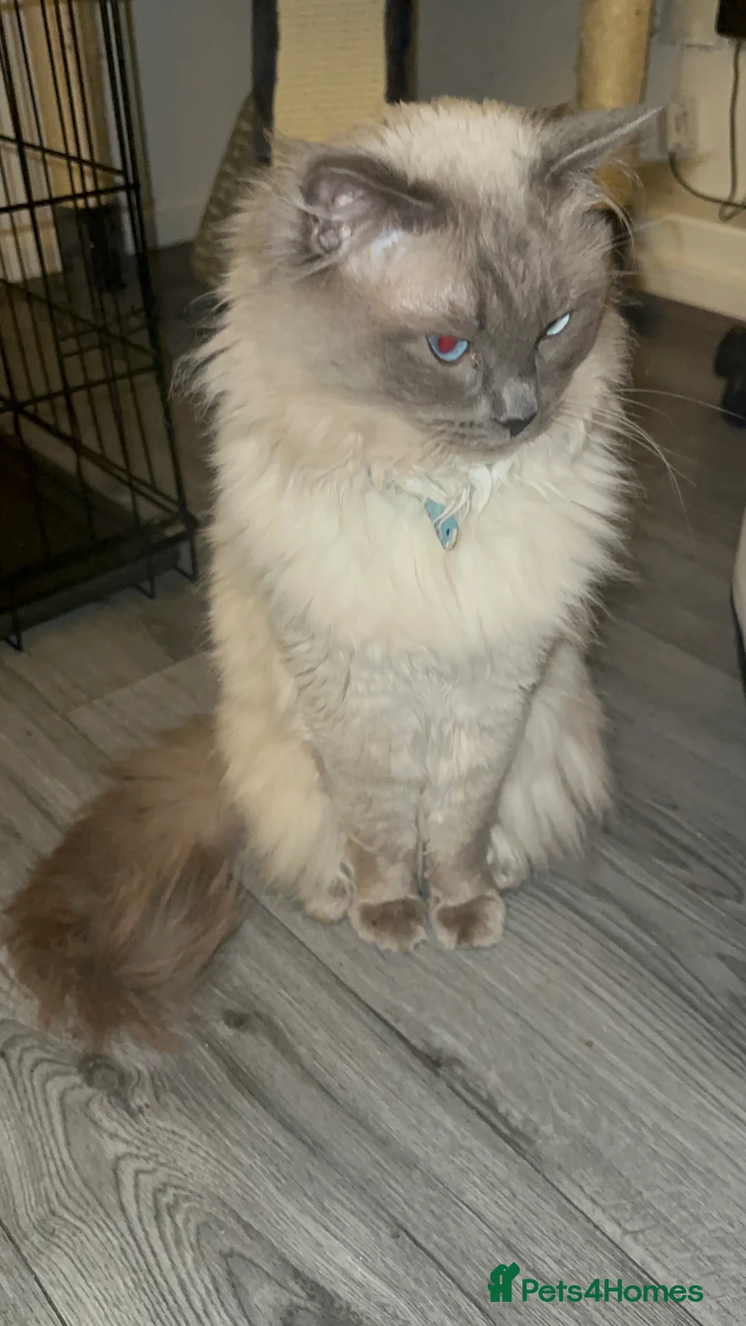 Ragdoll cats for stud: BLUEPOINT ACTIVE RAGDOLL STUD in Batley - Advert 5