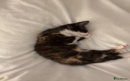 Domestic Shorthair cats for sale: Kitten for sale  - Image 2