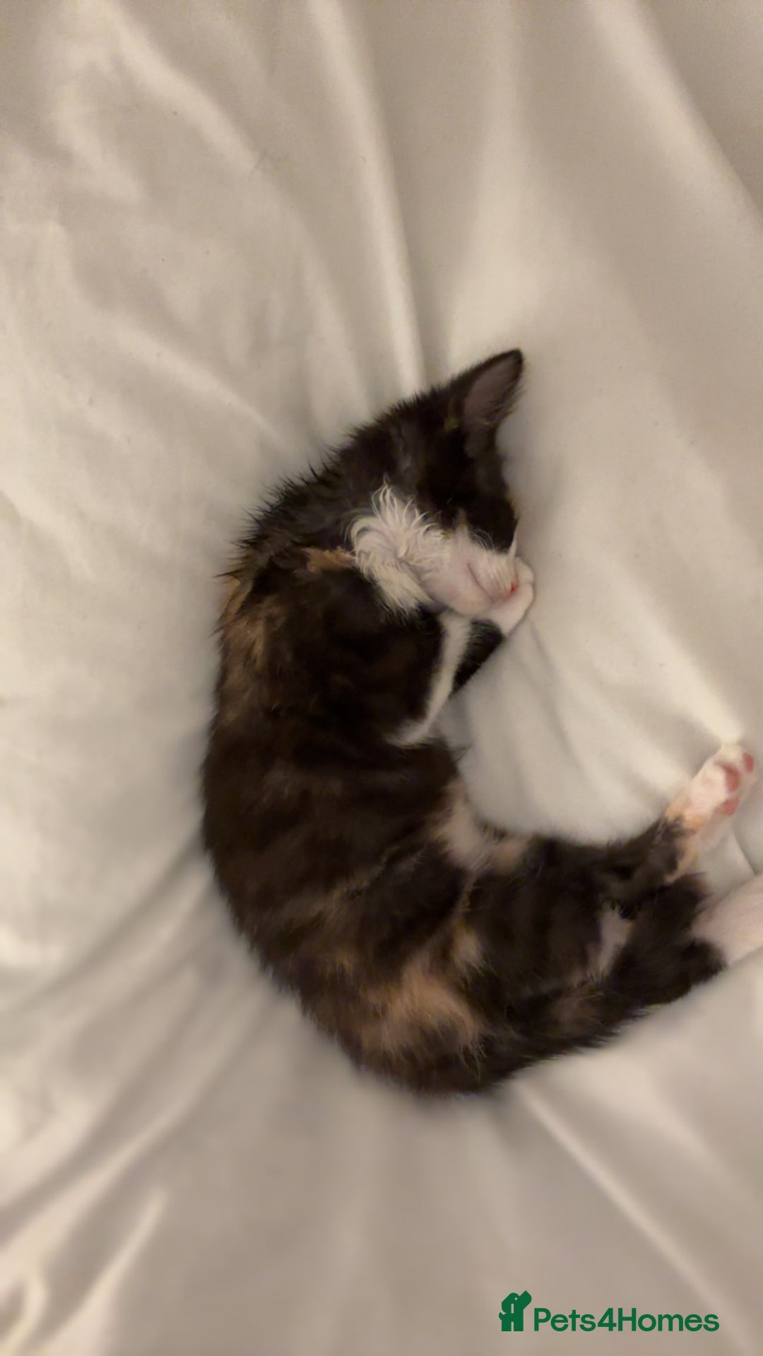 Domestic Shorthair cats for sale: Kitten for sale  - Image 2
