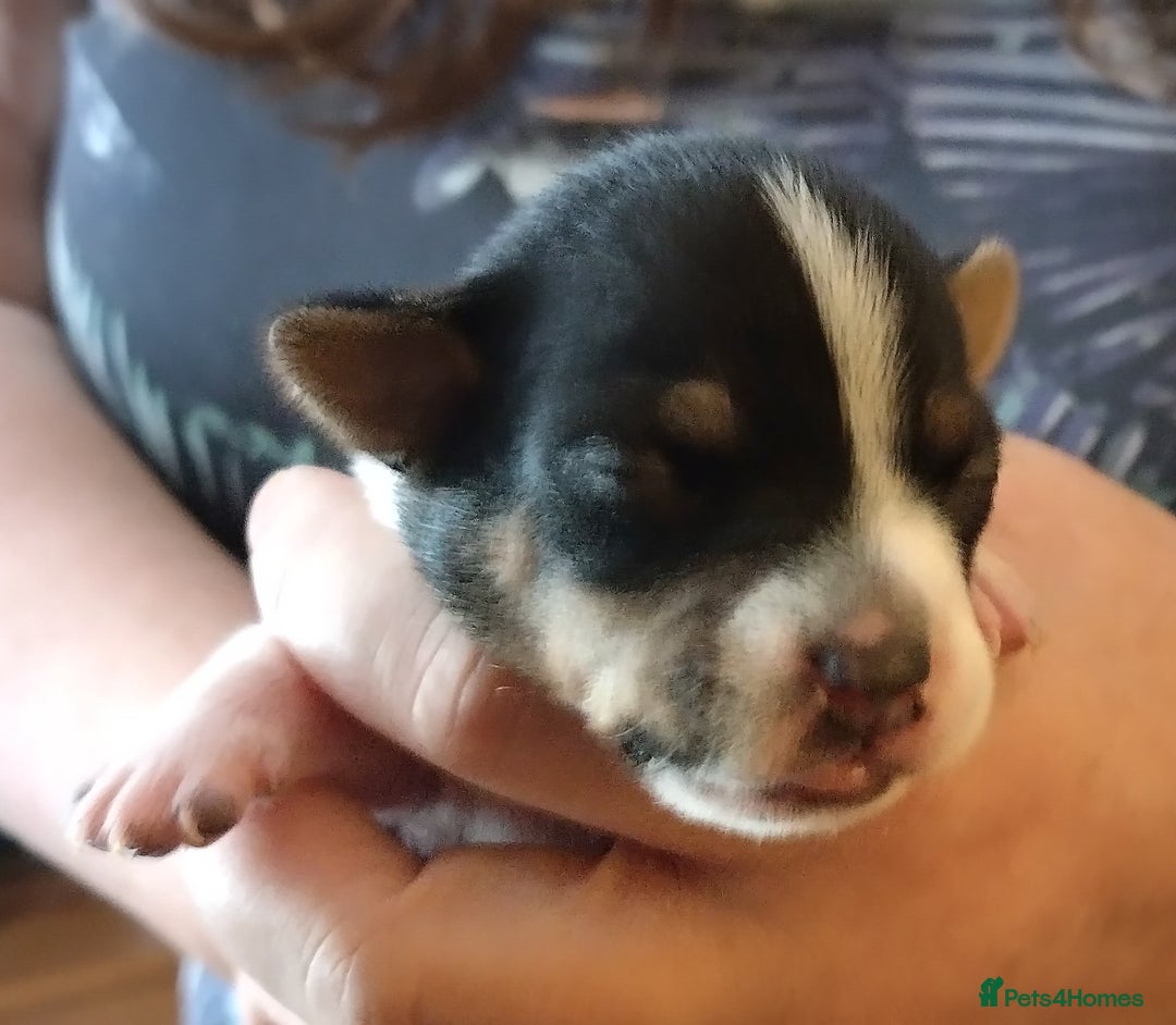 Jack Russell dogs for sale: Jack Russell litter  - Image 11