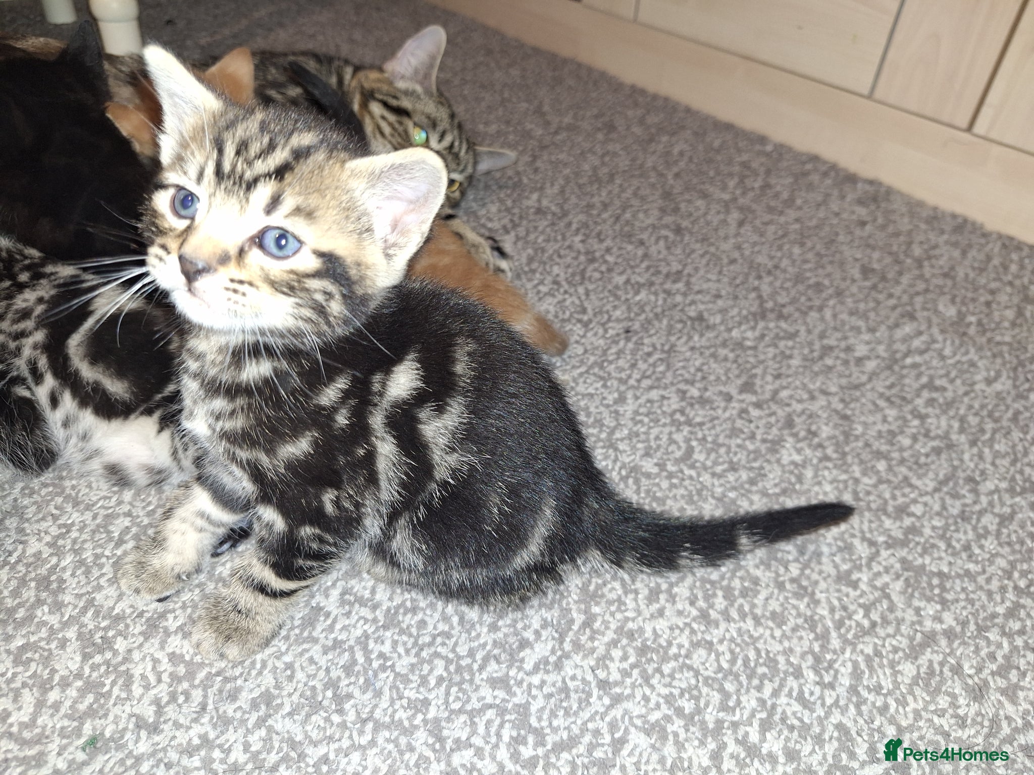 Mixed Breed cats 4 beautiful playful kittens ready for a new home!! - Advert 1