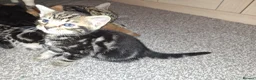 Mixed Breed cats for sale: 4 beautiful playful kittens ready for a new home!! - Advert 8