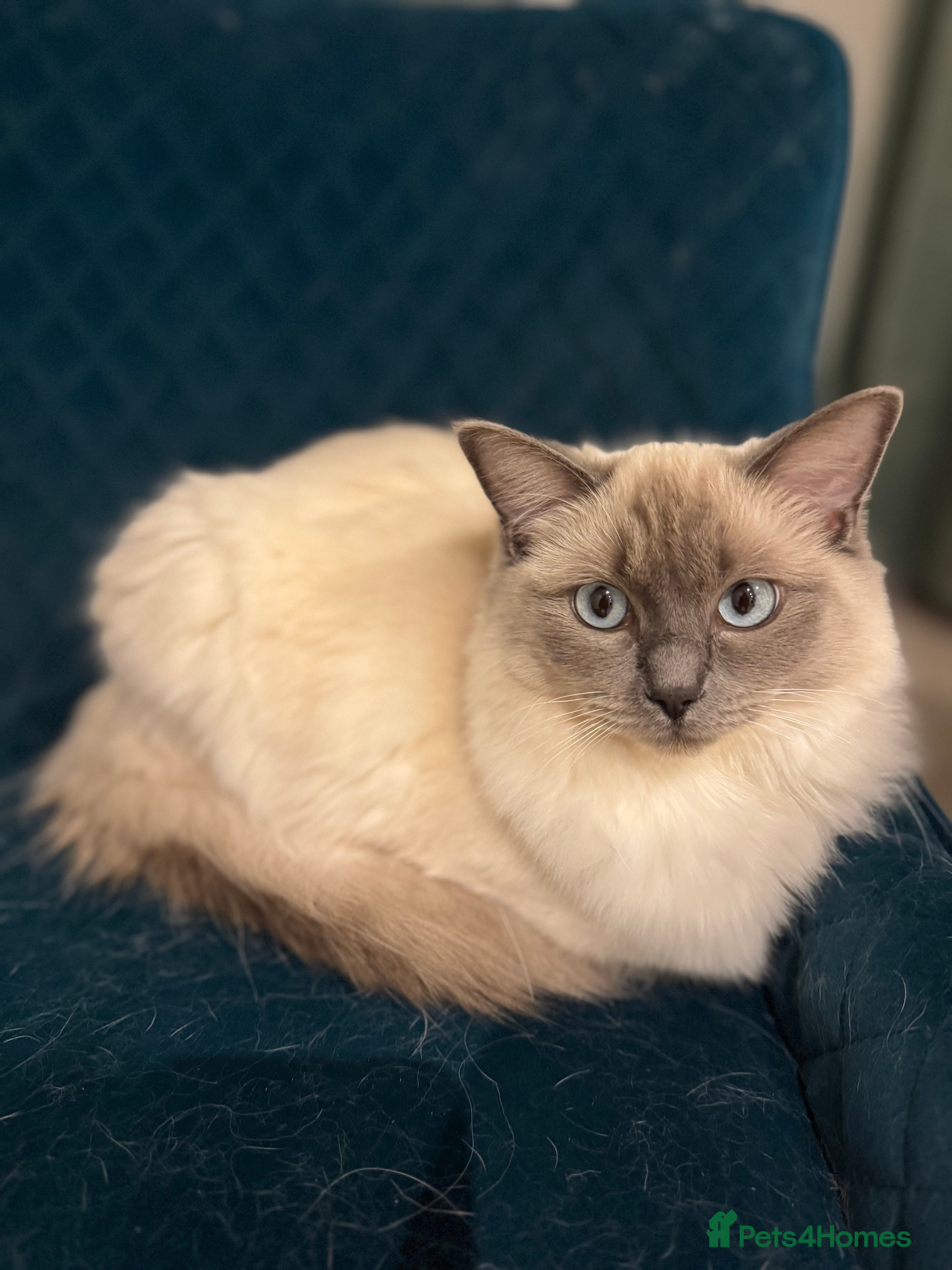 Ragdoll cats Beautiful sweet ragdoll for sale - Advert 3