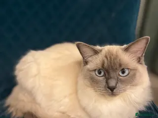 Ragdoll cats Beautiful sweet ragdoll for sale - Advert 11