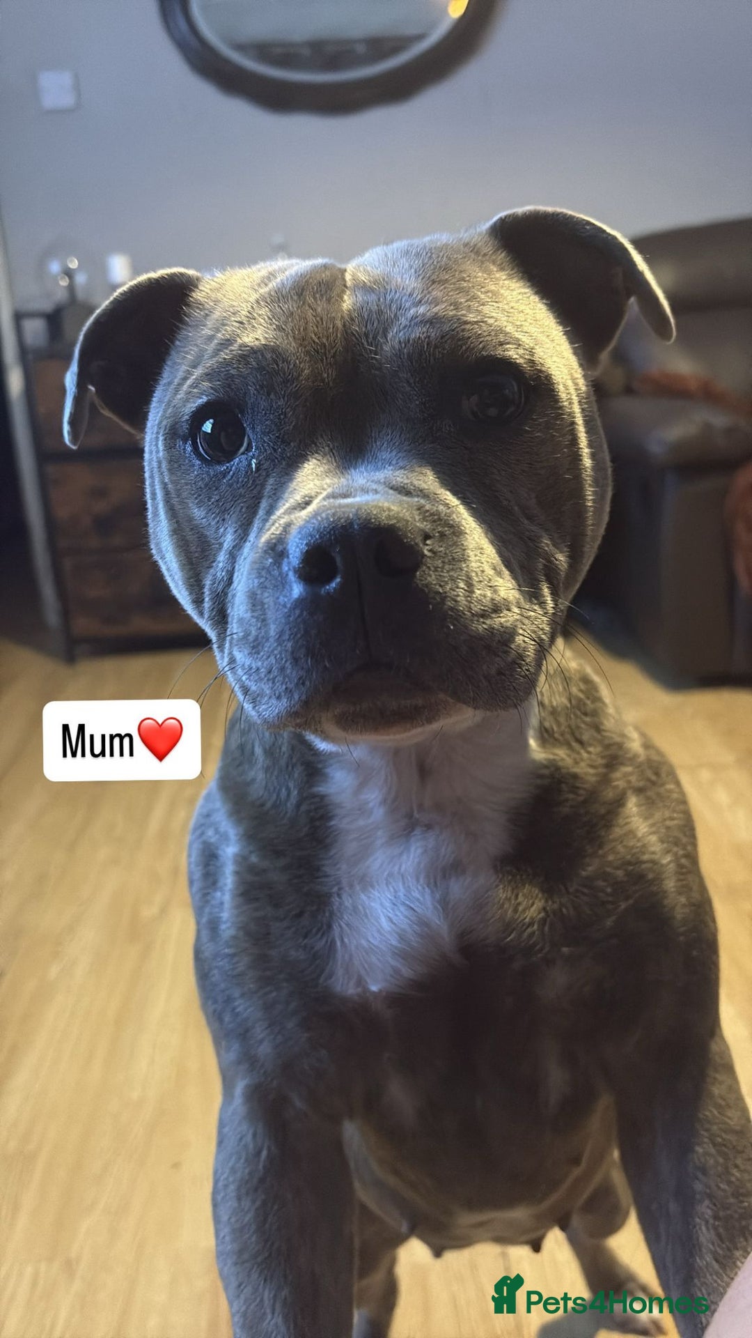 Staffordshire Bull Terrier dogs for sale: Eight gorgeous staffy puppies. - Advert 29