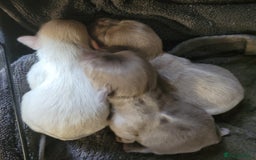 Shih Tzu dogs for sale: Three stunning Lavender/dobie Imperial ShihTzu - Image 6